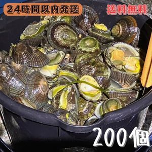 【送料無料】冷凍マツバ貝　200個　石鯛　イシガキダイ　黒鯛　釣り餌　ジンガサ　カサガ