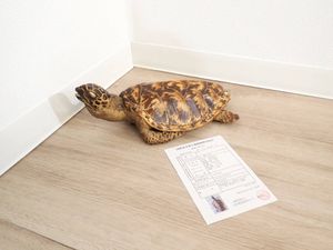 亀 剥製の値段と価格推移は？｜8件の売買データから亀 剥製の価値が