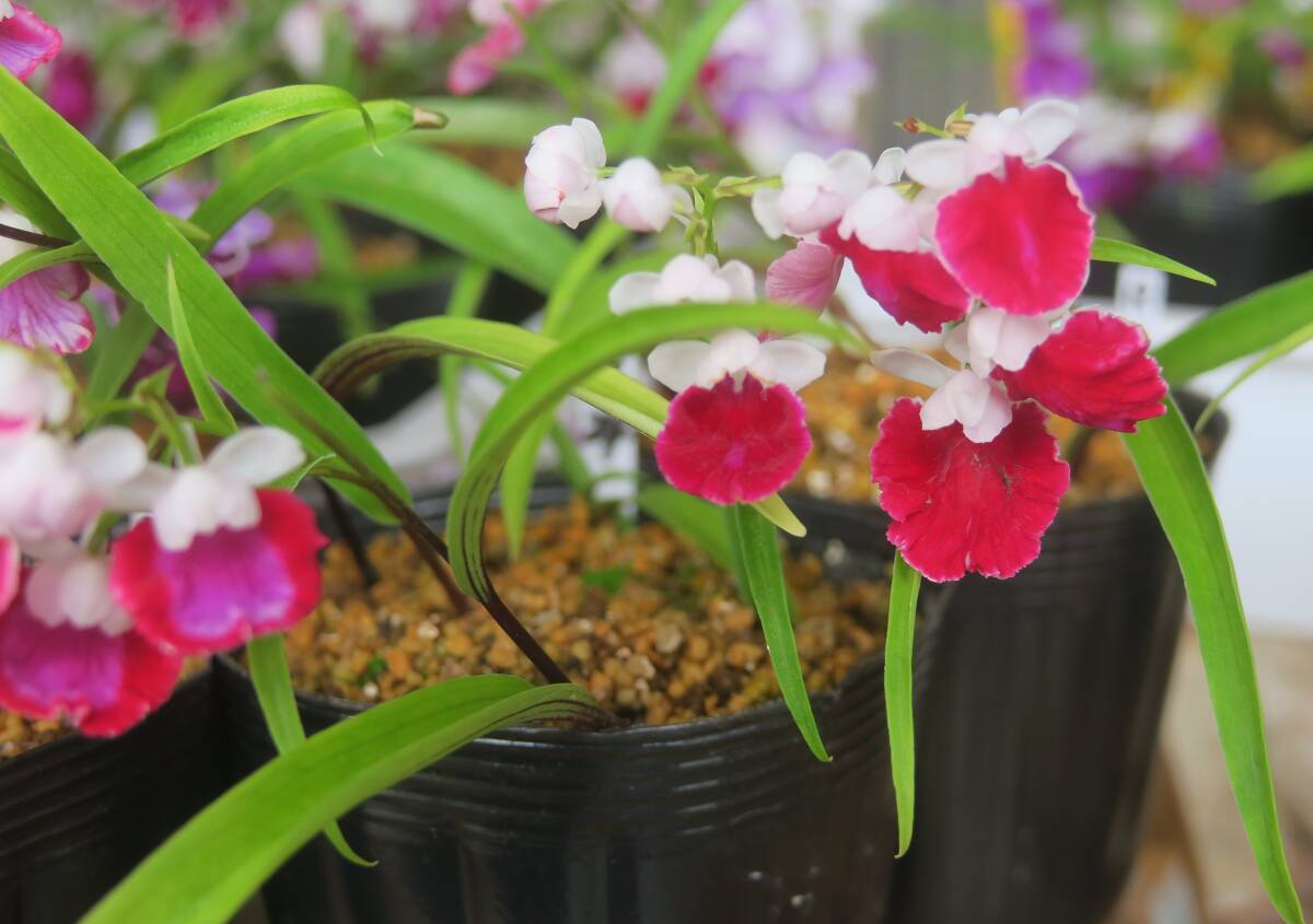 無菌培養球 ウチョウラン 朱花 × 朱花 （B） MSサイズ15球 2タイプ