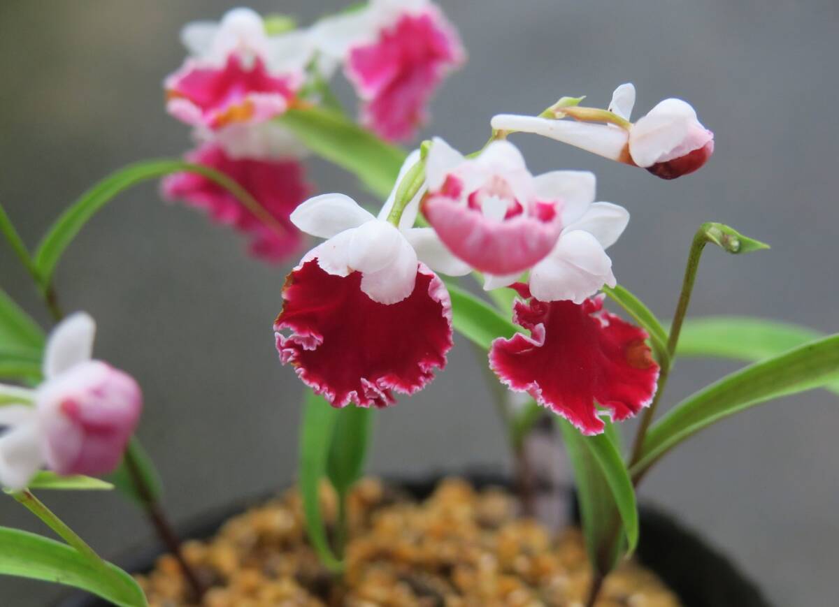 無菌培養球 ウチョウラン 朱花 × 朱花 （B） MSサイズ15球 2タイプ