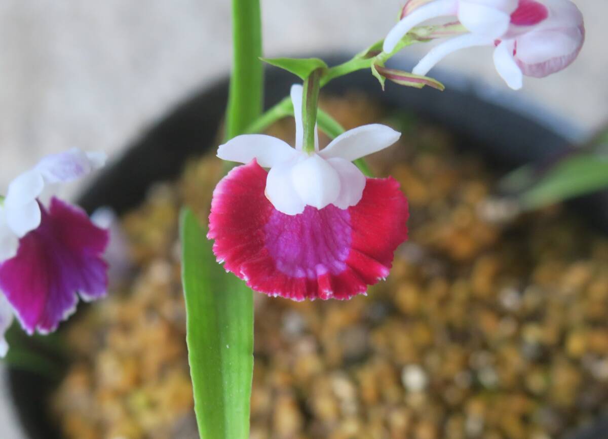 無菌培養球 ウチョウラン 朱花 × 朱花 （B） MSサイズ15球 2タイプ