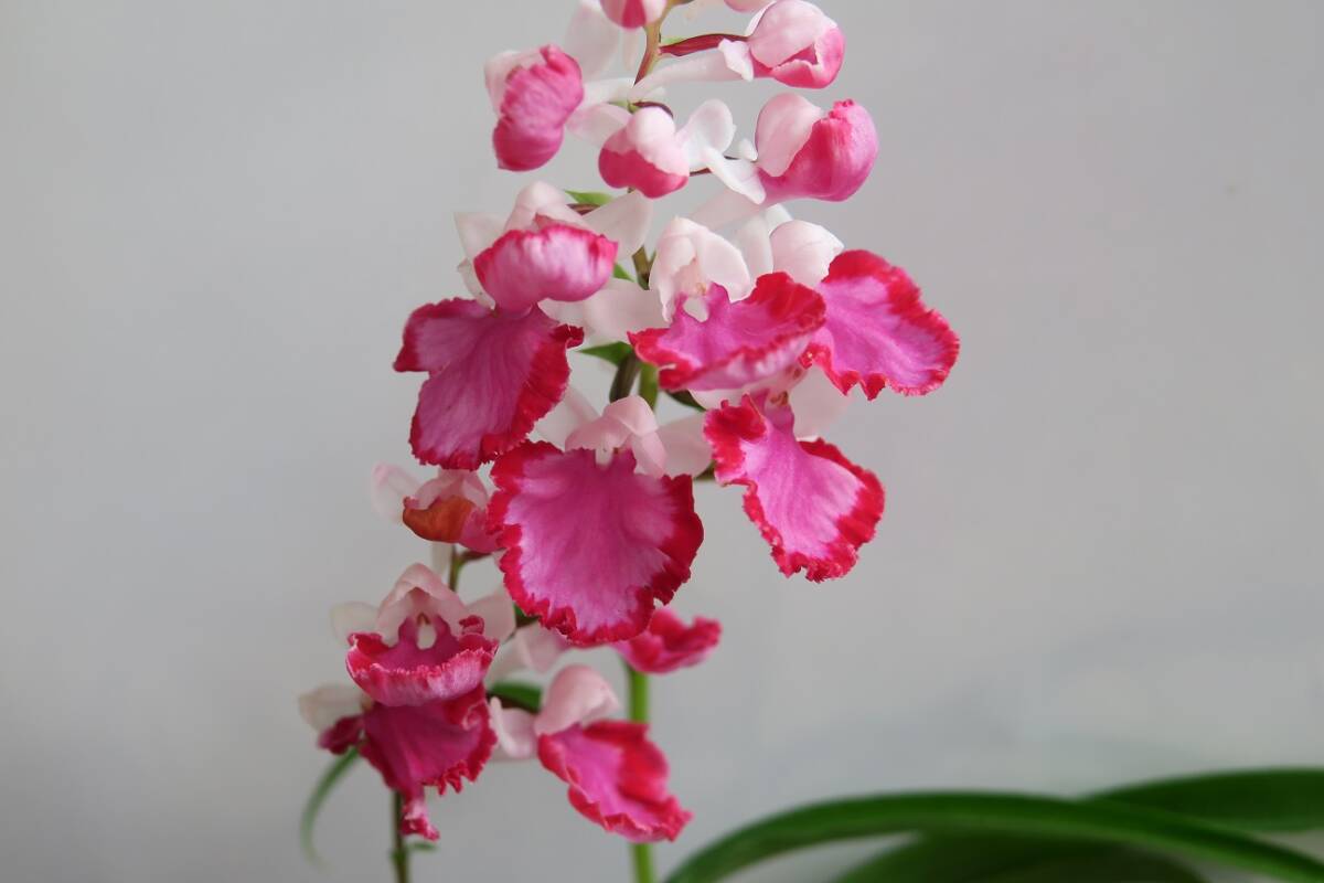 無菌培養球 ウチョウラン 朱花 × 朱花 （B） MSサイズ15球 2タイプ