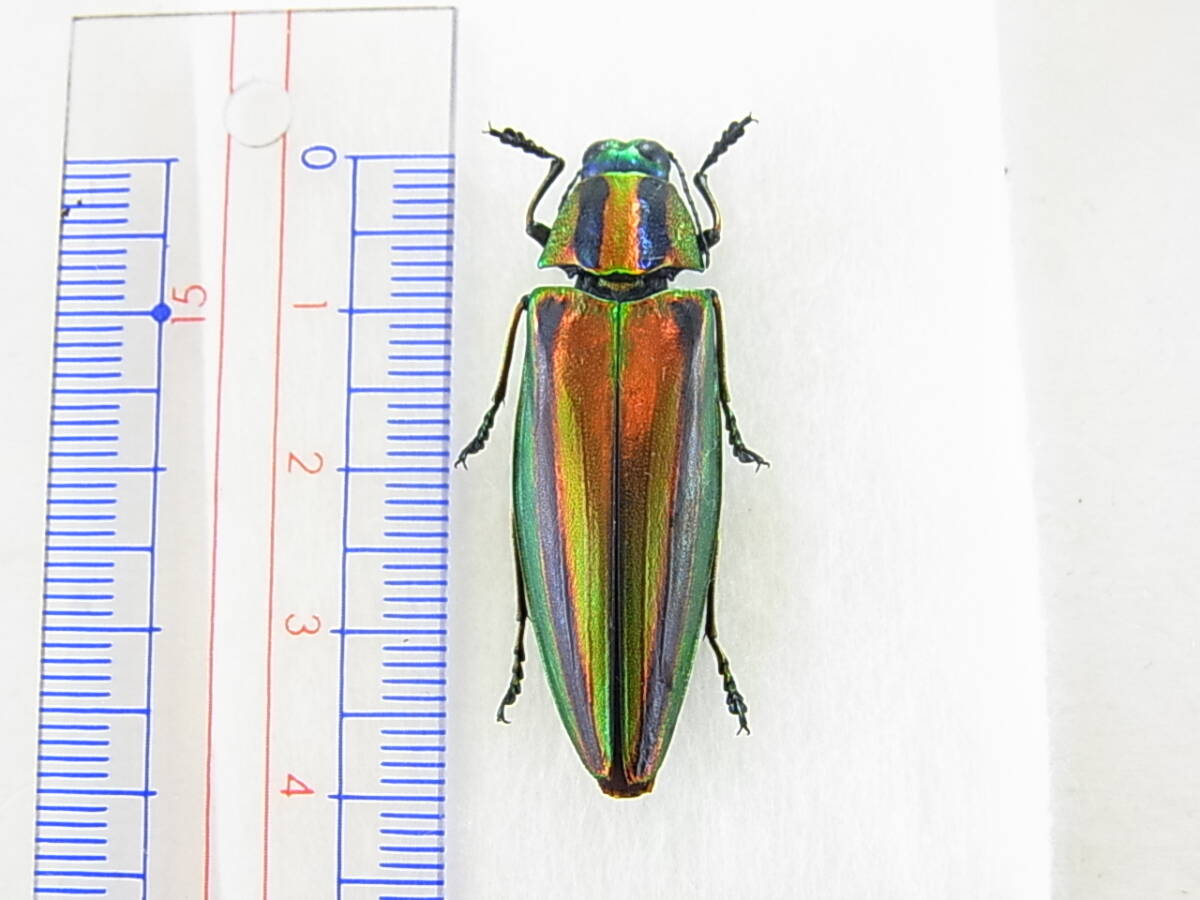 ヤマトタマムシの値段と価格推移は？｜13件の売買データからヤマト