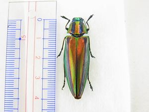 ヤマトタマムシの値段と価格推移は？｜12件の売買データからヤマト