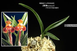 春蘭 日本春蘭のYahoo!オークション(旧ヤフオク!)の相場・価格を見る