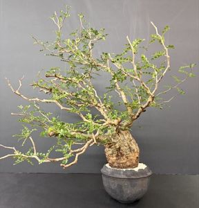 パキプスのYahoo!オークション(旧ヤフオク!)の相場・価格を見る｜Yahoo