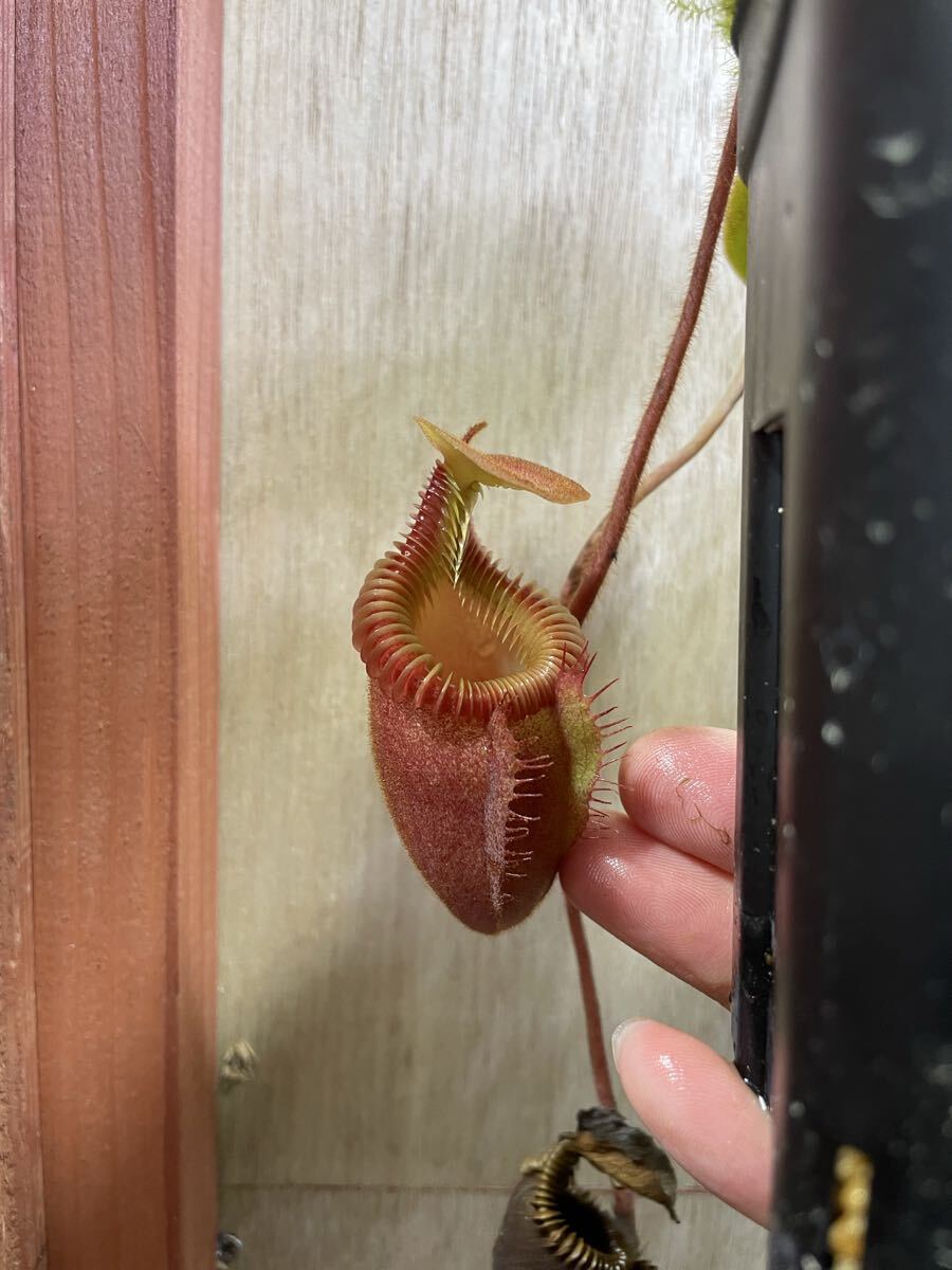 レア ブラック仕様 一点 ガラスケース300x300x400食虫植物・苔・多肉