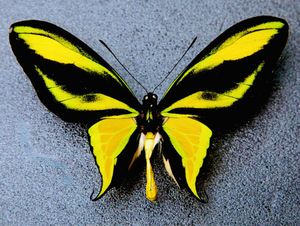 ゴクラクトリバネアゲハの値段と価格推移は？｜3件の売買データから