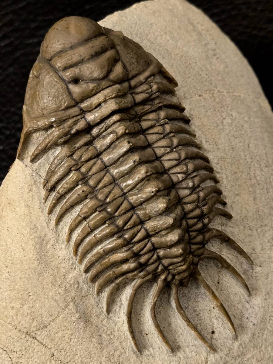 必見 1スタ ハミー氏クリーニング 超美麗 BIG 種 Crotalocephalus aff