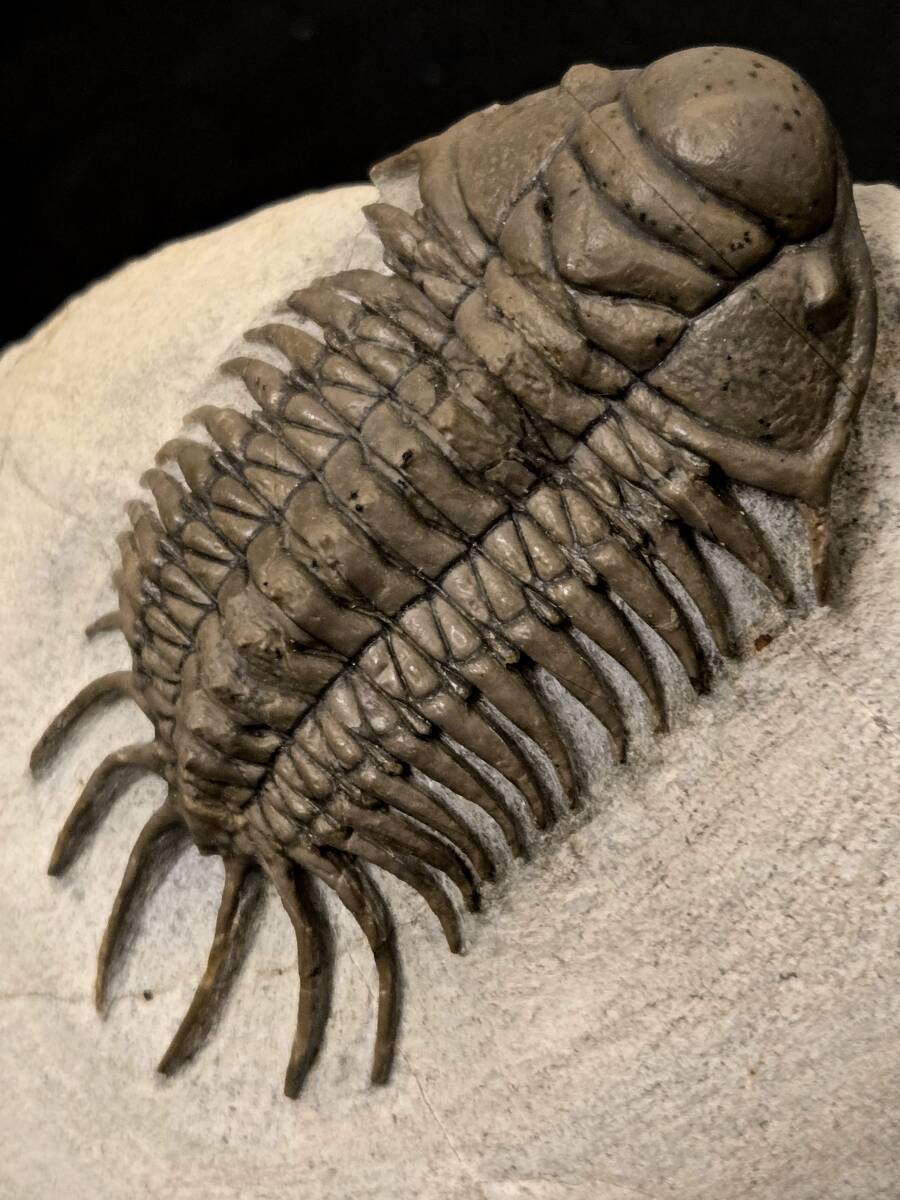 必見 1スタ ハミー氏クリーニング 超美麗 BIG 種 Crotalocephalus aff