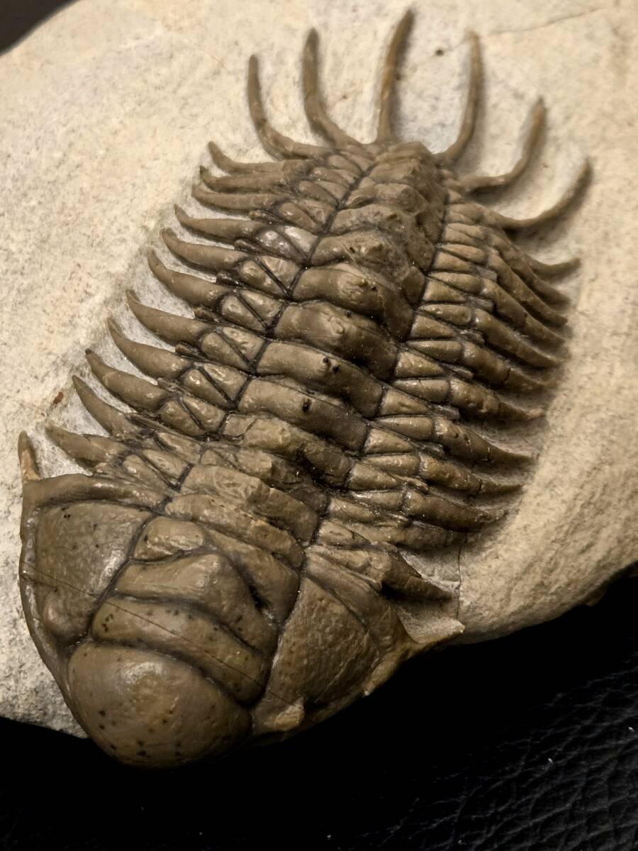 必見 1スタ ハミー氏クリーニング 超美麗 BIG 種 Crotalocephalus aff
