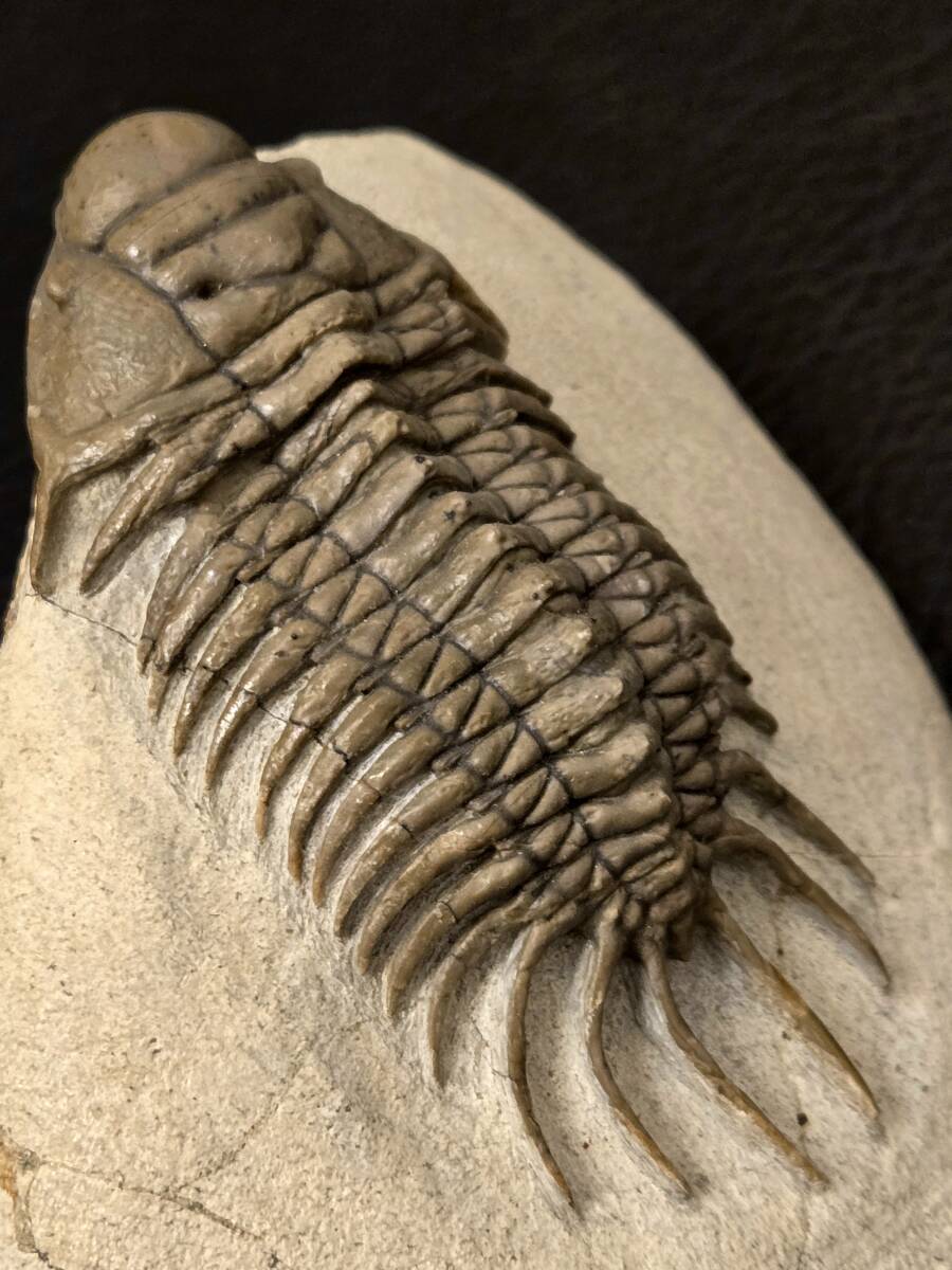 必見 1スタ ハミー氏クリーニング 超美麗 BIG 種 Crotalocephalus aff