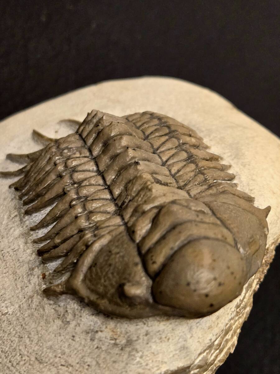 必見 1スタ ハミー氏クリーニング 超美麗 BIG 種 Crotalocephalus aff