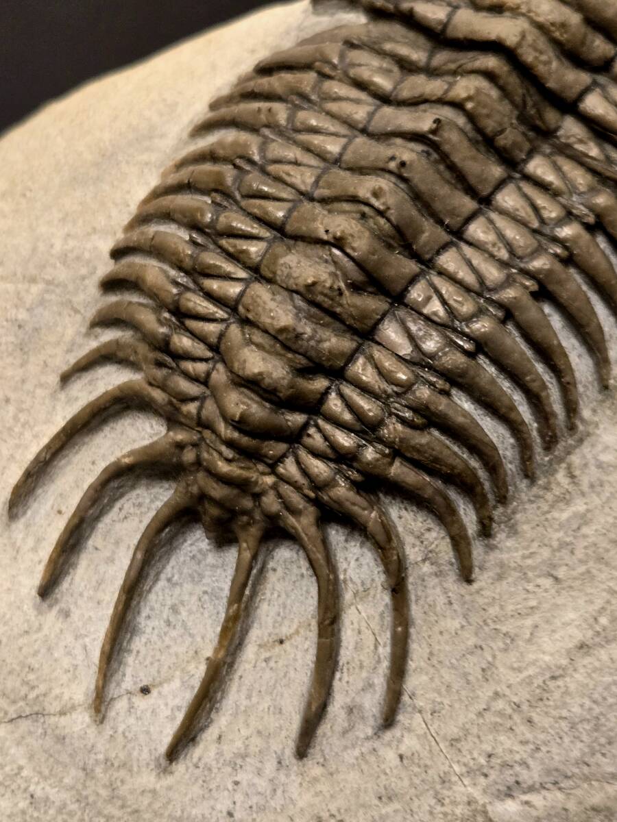 超美麗！三葉虫【Crotalocephalus gibbus】 化石 モロッコ 特大