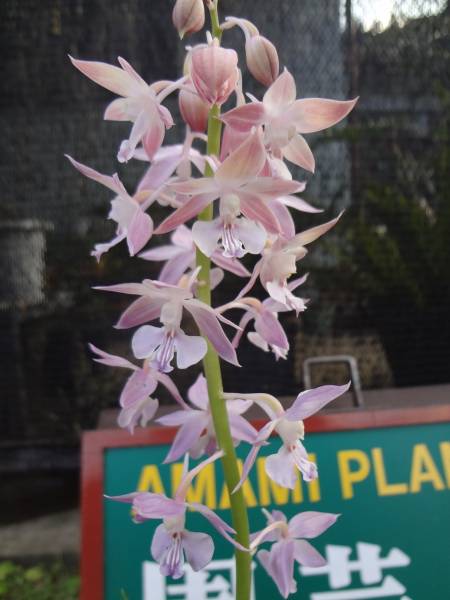 アマミエビネ 薄ピンク花 H50cm ラン科 エビネ属(鉢植え)｜売買された
