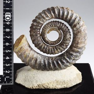 アンモナイトのYahoo!オークション(旧ヤフオク!)の相場・価格を見る 