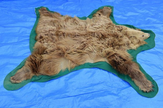 熊 毛皮 剥製 爪あり ラグ 敷物 カーペット(約170×170) 熊 くま 毛皮 カーペット 敷き皮 爪付き 頭付 140cm×150cm 剥製 敷物