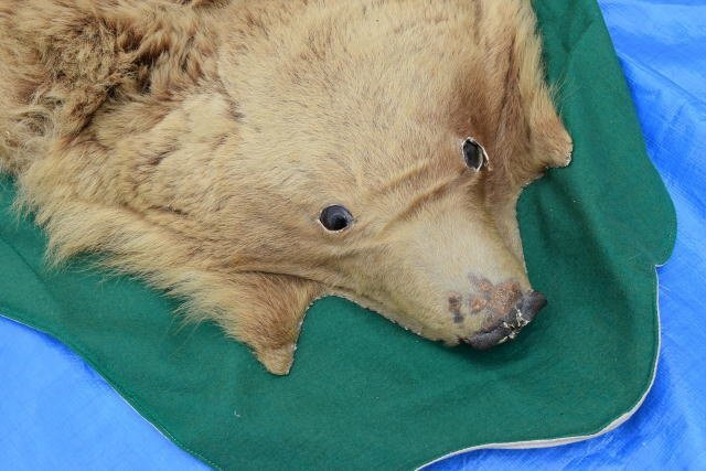 熊 くま 毛皮 カーペット 敷き皮 爪付き 頭付 140cm×150cm 剥製 敷物