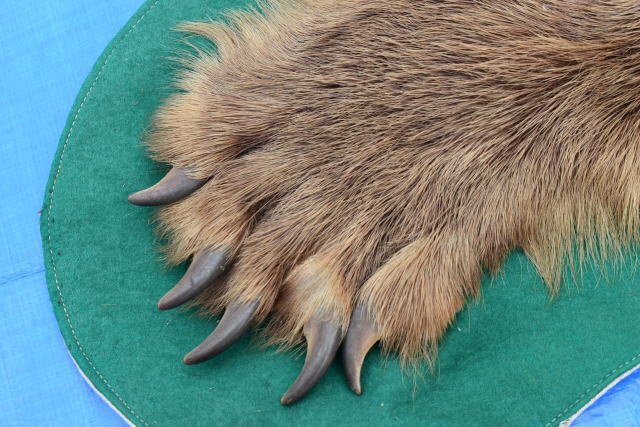 熊 くま 毛皮 カーペット 敷き皮 爪付き 頭付 140cm×150cm 剥製 敷物
