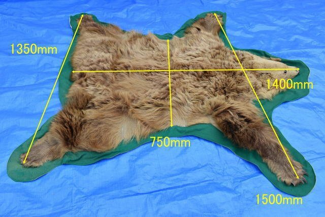 熊 くま 毛皮 カーペット 敷き皮 爪付き 頭付 140cm×150cm 剥製 敷物