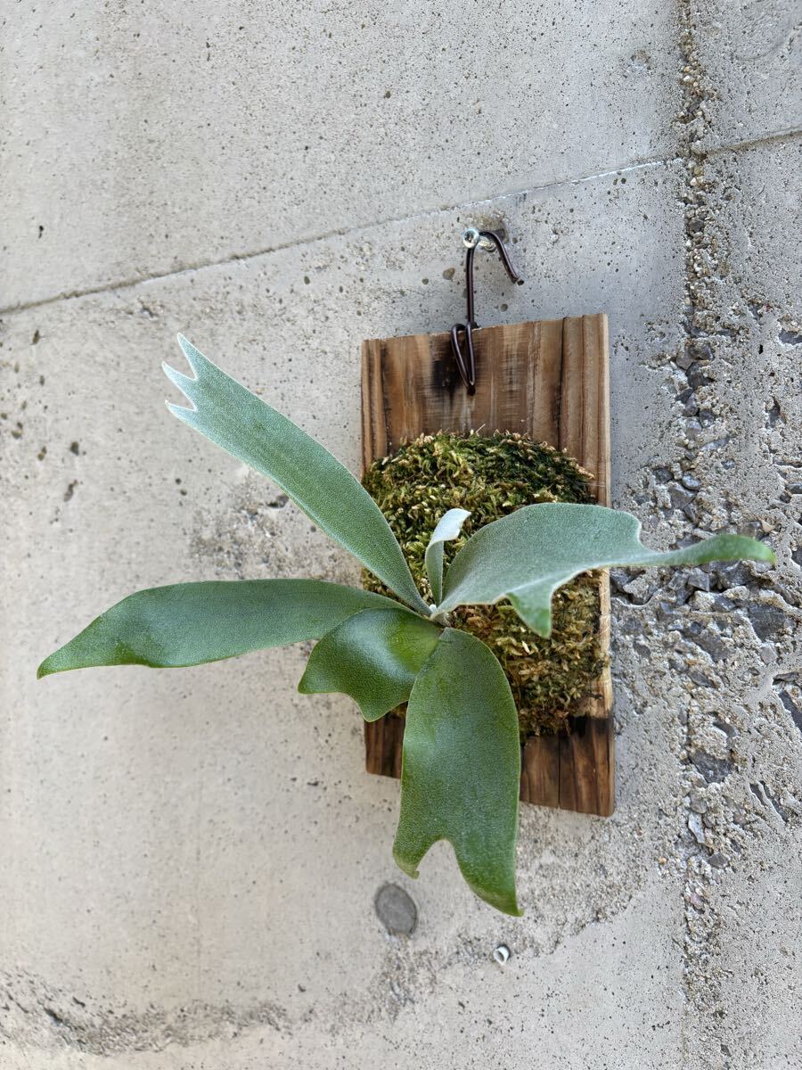 P.patra garden#1【calm_plants】株分け品子株 ビカクシダ パトラ