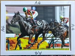横山武史騎手の値段と価格推移は？｜13件の売買データから横山武史騎手