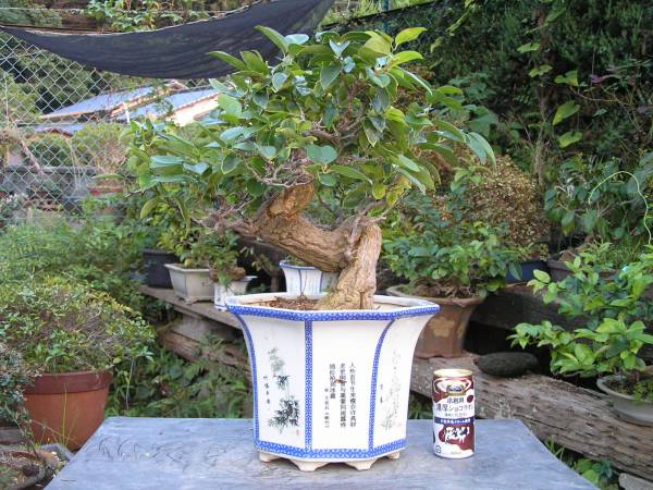 清風庵】老木盆栽＜＜ルリビョウタン 2 ＞＞瑠璃瓢箪(盆栽)｜売買され