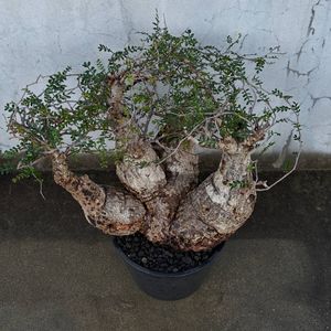 Yahoo!オークション(旧ヤフオク!)の観葉植物の相場・価格を見る｜Yahoo