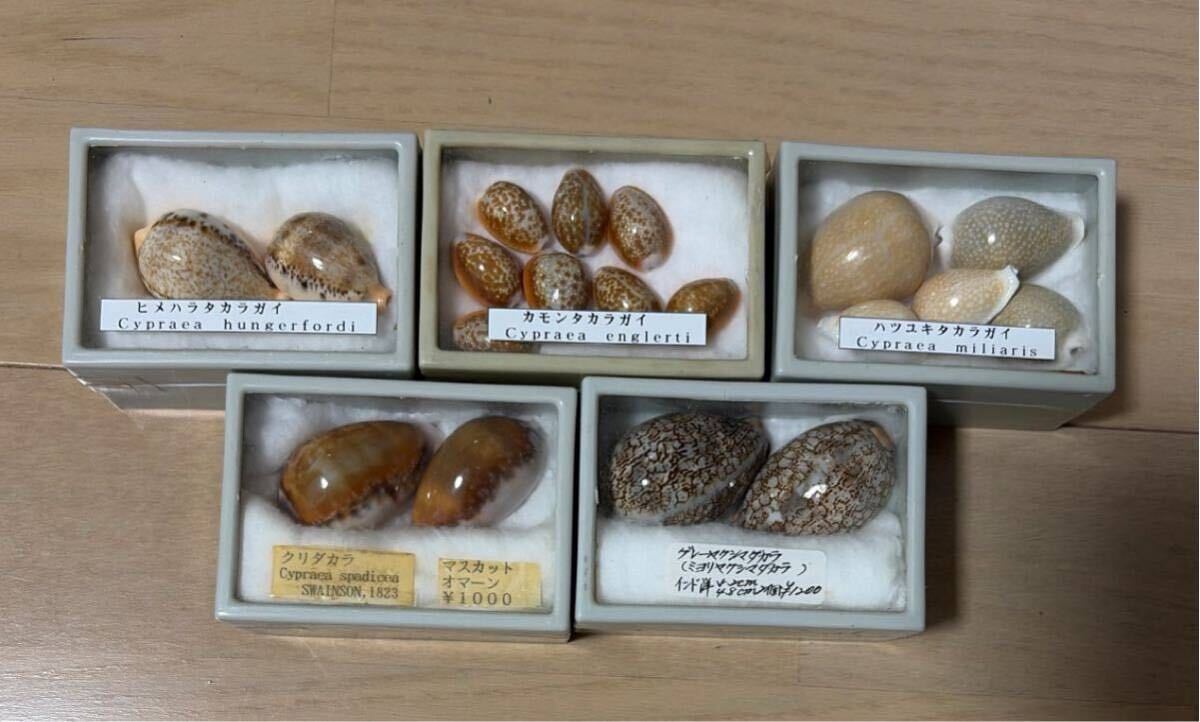 貝殻標本　まとめ売り タカラガイ まとめ売り 5種類セット 貝殻 宝貝 標本(科学、自然)｜売買