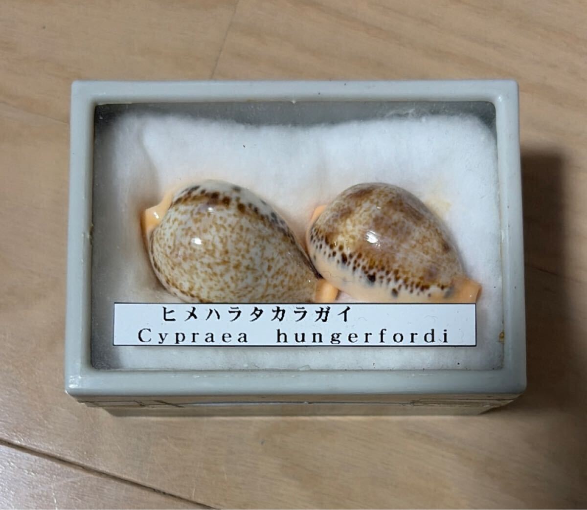 タカラガイ まとめ売り 5種類セット 貝殻 宝貝 標本(科学、自然)｜売買