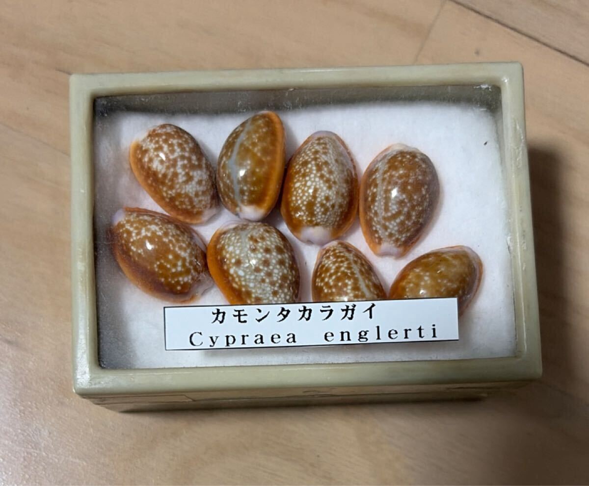 タカラガイ まとめ売り 5種類セット 貝殻 宝貝 標本(科学、自然)｜売買