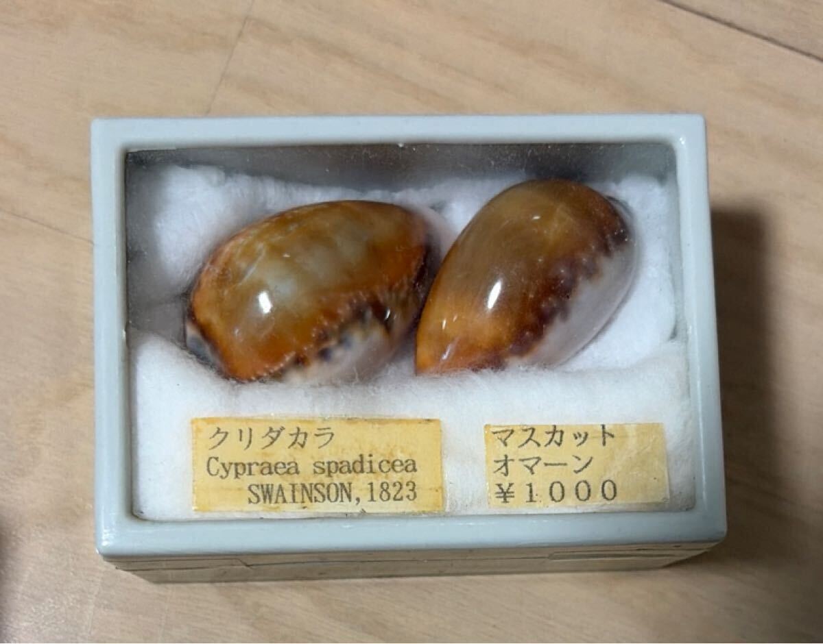 タカラガイ まとめ売り 5種類セット 貝殻 宝貝 標本(科学、自然)｜売買