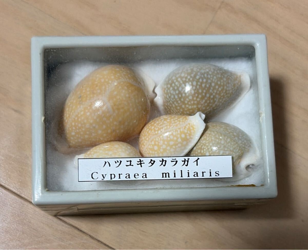 海外産タカラガイ まとめ売り タカラガイ まとめ売り 5種類セット 貝殻 宝貝 標本(科学、自然)｜売買