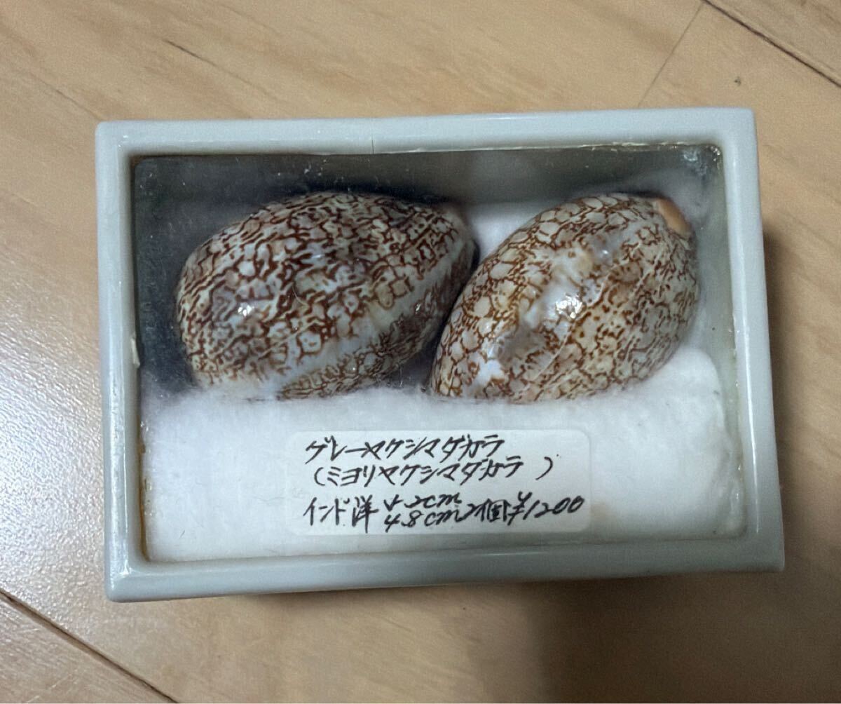 タカラガイ まとめ売り 5種類セット 貝殻 宝貝 標本(科学、自然)｜売買