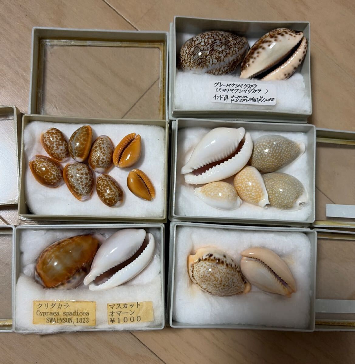 タカラガイ まとめ売り 5種類セット 貝殻 宝貝 標本(科学、自然)｜売買