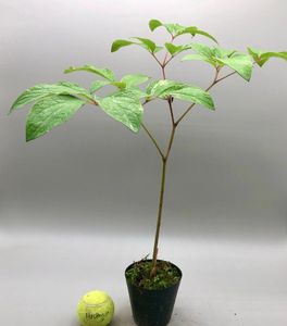 ヤマシャクヤクのYahoo!オークション(旧ヤフオク!)の相場・価格を見る