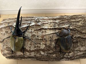 Yahoo!オークション(旧ヤフオク!)のペット、生き物 ヘラクレス