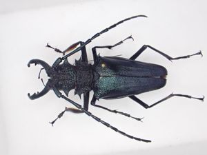 ノコギリカミキリの値段と価格推移は？｜7件の売買データからノコギリ