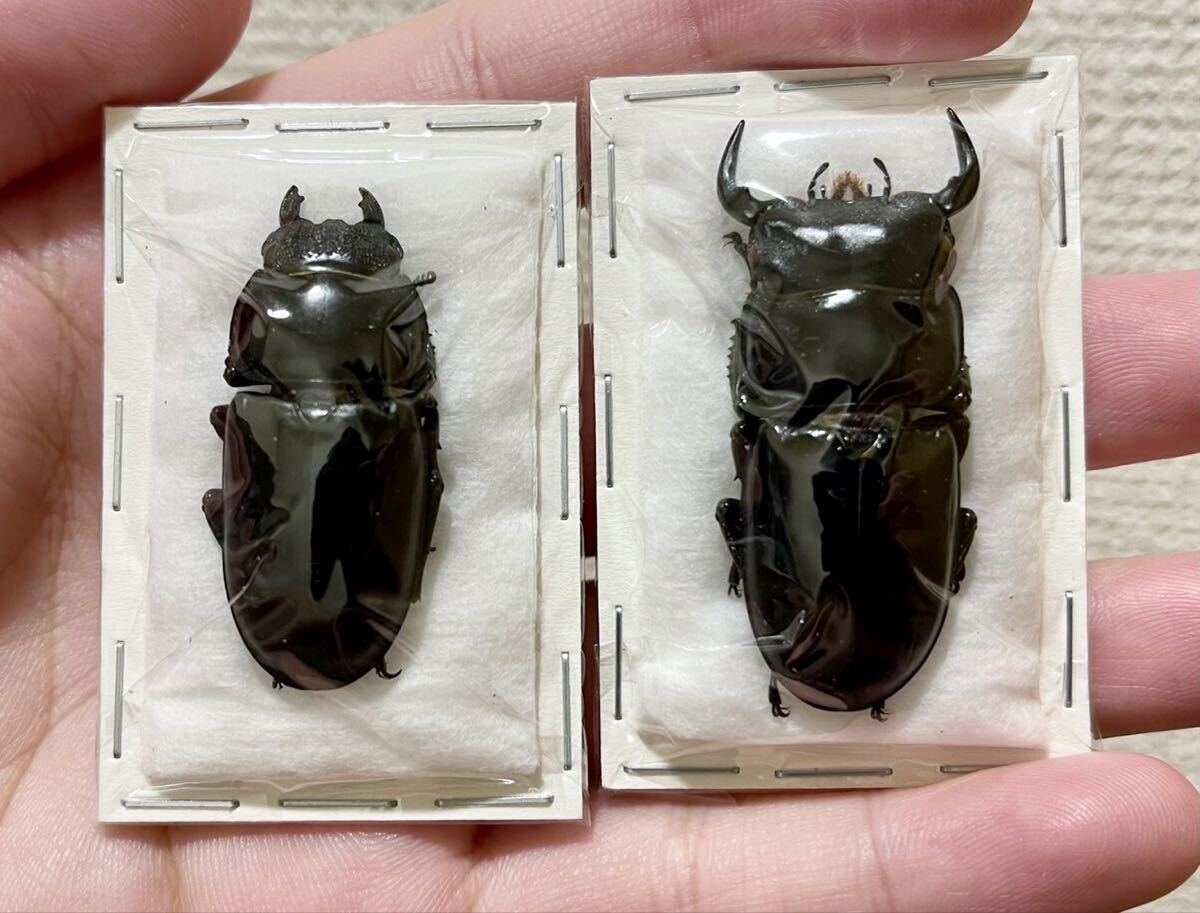 クワガタ オオクワガタ標本の値段と価格推移は？｜3件の売買データから