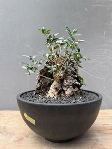 オリーブ古木の値段と価格推移は？｜5件の売買データからオリーブ古木