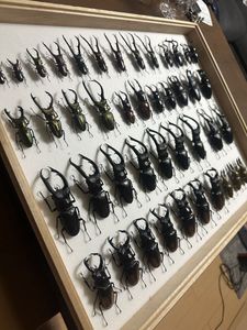 クワガタ 標本の値段と価格推移は？｜341件の売買データからクワガタ