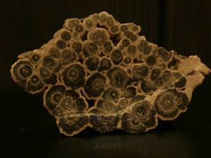 【美品】鉱物　サンゴ　化石　6点セット【総額 1万円以上】 サンゴ 化石の値段と価格推移は？｜19件の売買データからサンゴ 化石の