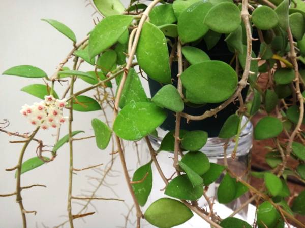 Sale秋０７０ホヤ ヌンムラリオイデス 大株の開花株 開花中 その他 売買されたオークション情報 Yahooの商品情報をアーカイブ公開 オークファン Aucfan Com