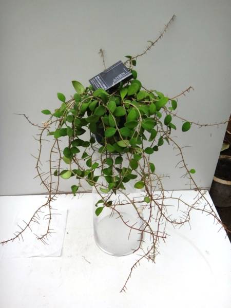 ホヤ 　大株 SALE秋070ホヤ ヌンムラリオイデス 大株の開花株 開花中(観葉植物