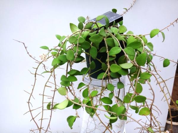 SALE秋070ホヤ ヌンムラリオイデス 大株の開花株 開花中(観葉植物