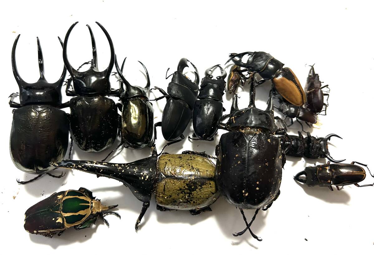 カブトムシ標本の値段と価格推移は？｜2件の売買データからカブトムシ