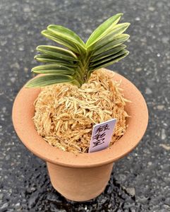 富貴蘭のYahoo!オークション(旧ヤフオク!)の相場・価格を見る｜Yahoo