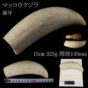 マッコウクジラ歯の値段と価格推移は？｜32件の売買データからマッコウ