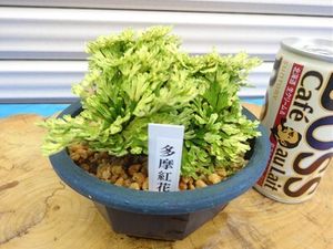 イワヒバ盆栽の値段と価格推移は？｜36件の売買データからイワヒバ盆栽