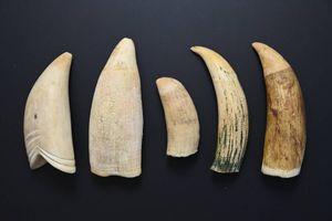 マッコウクジラ歯の値段と価格推移は？｜35件の売買データからマッコウ